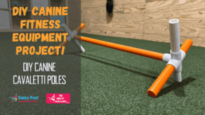 DIY Cavaletti Poles for Dogs – Daisy Peel