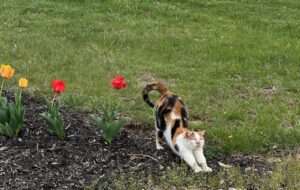 Lila protecting the tulips, and having a stretch from her cat nap