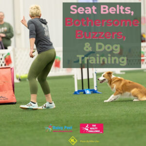 What buckling your seatbelt can teach you about dog training