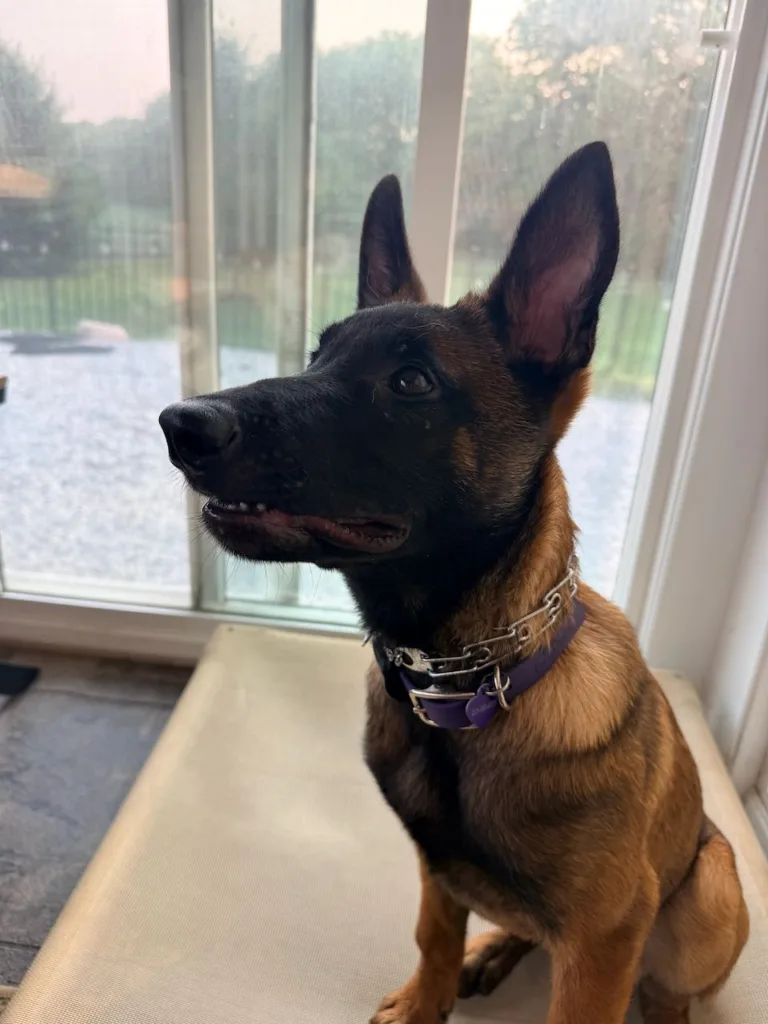Alice demonstrating her prong collar