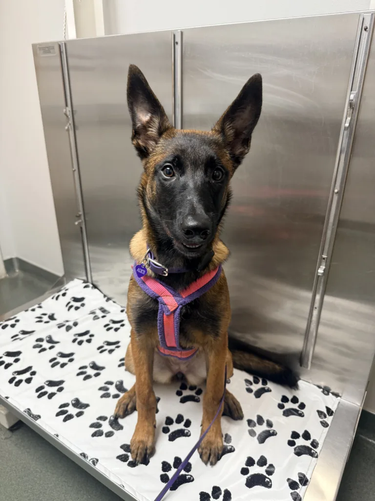 Photo of Alice at the vet for her toe injury.