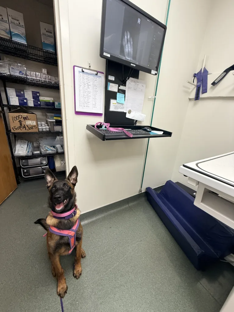 Alice after her no drama llama xrays