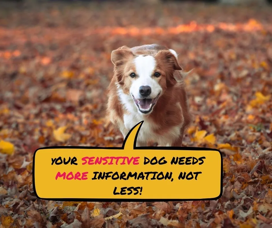 Your sensitive dog needs MORE information, NOT less!