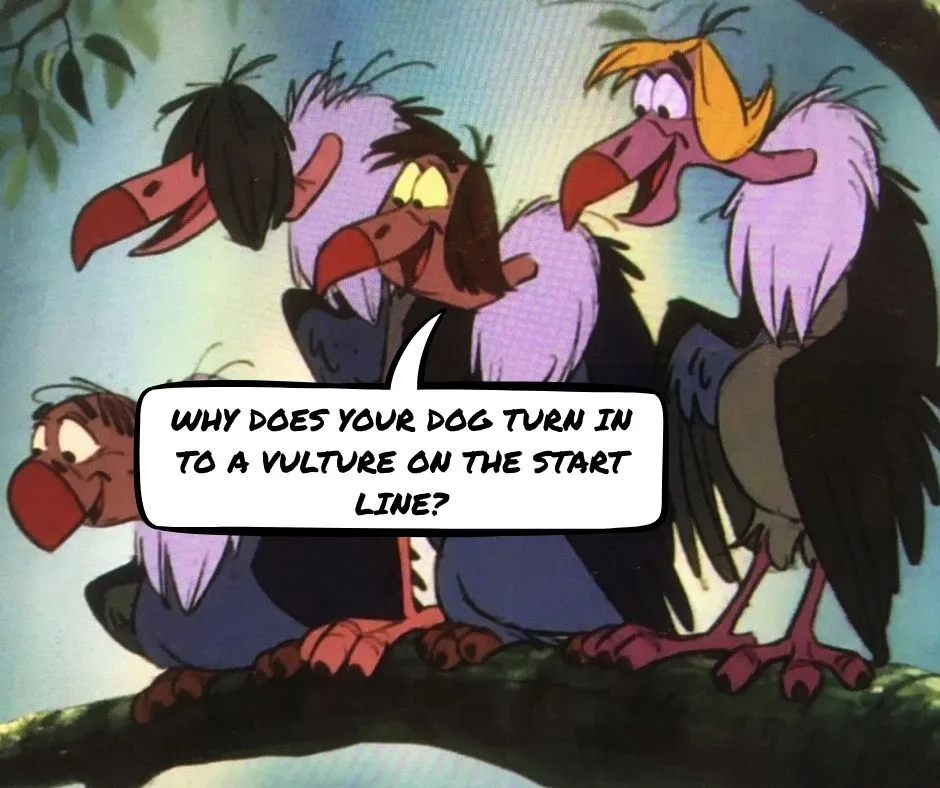 Why your dog becomes a vulture on the start line