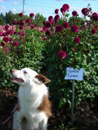My first border collie, Gonzo